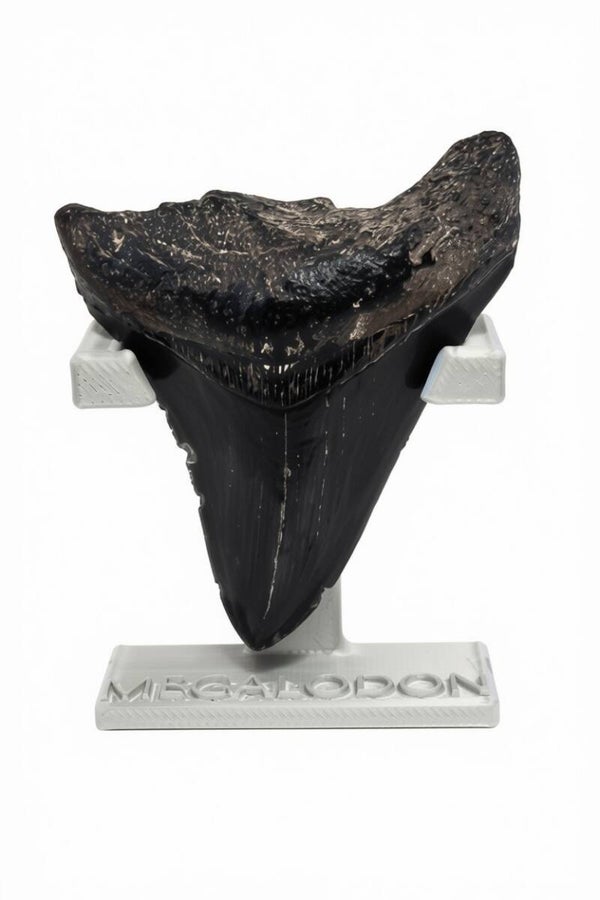 Megalodon Tooth – 2.5"