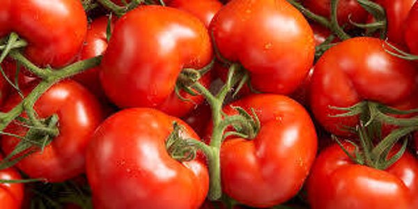 tomaat TROS