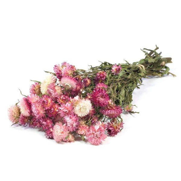 Helichrysum roze