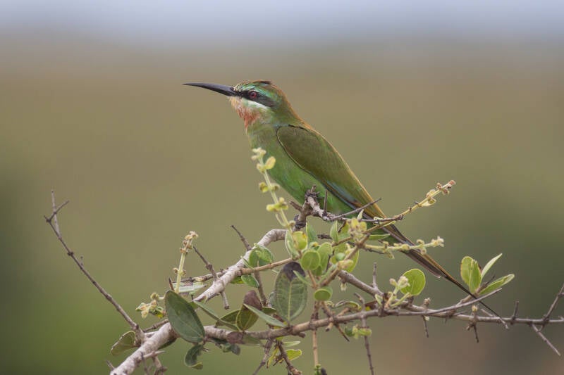 Abelharuco, Reserva Especial de Maputo