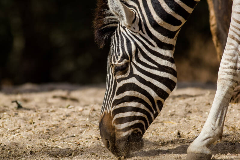 A Zebra, Badoca Parque