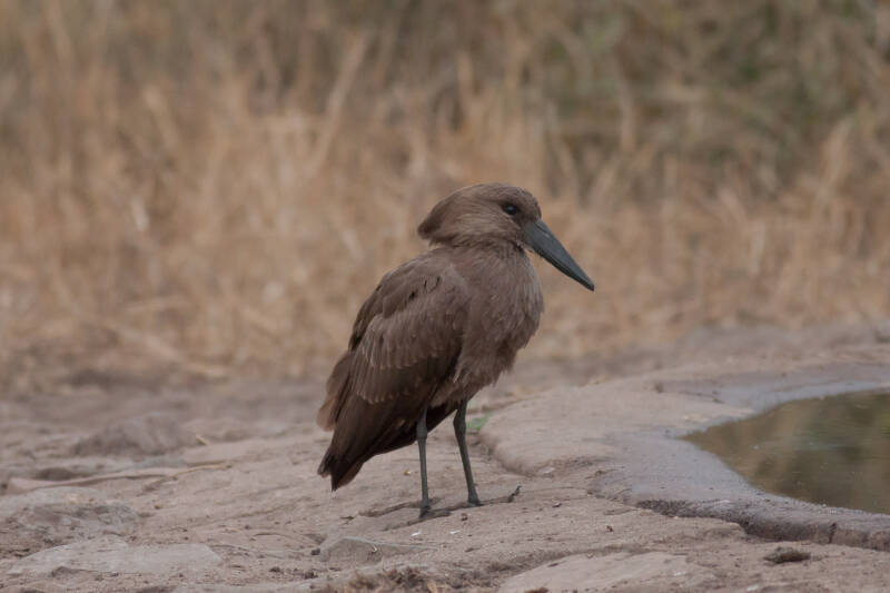Cabeça de Martelo, Kruger Park, África do Sul
