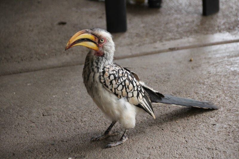 Calau de bico amarelo, Kruger Park, África do Sul