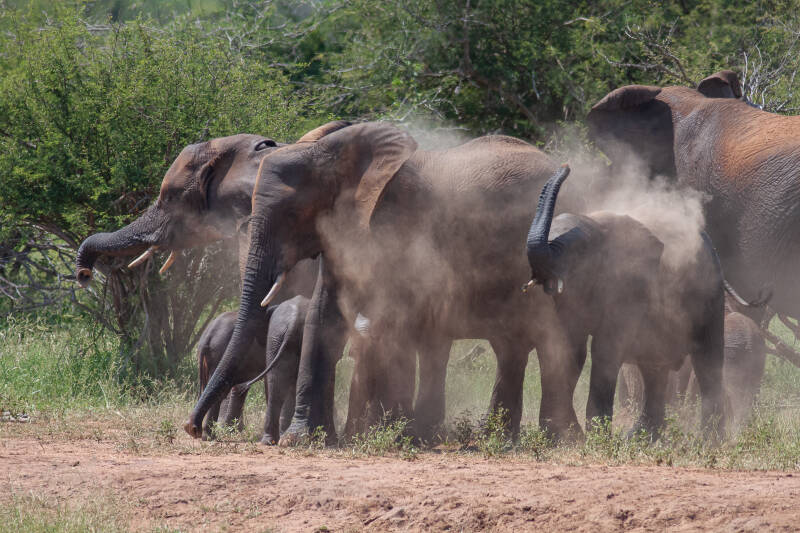 Banho de lama, Kruger Park, África do Sul
