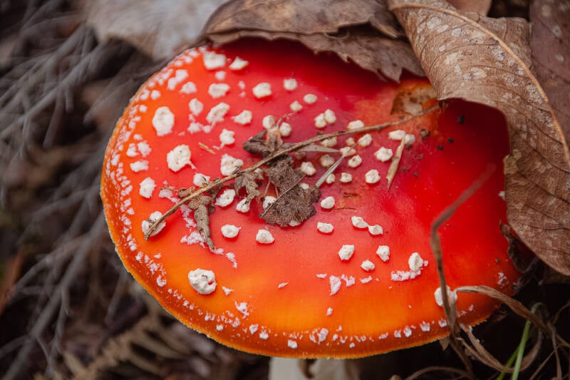 Amanita-muscaria