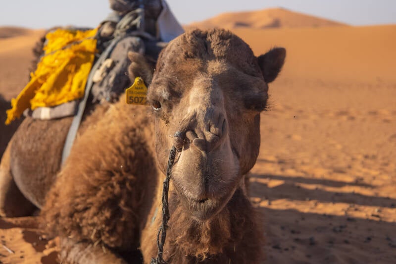 Marrocos, Merzouga