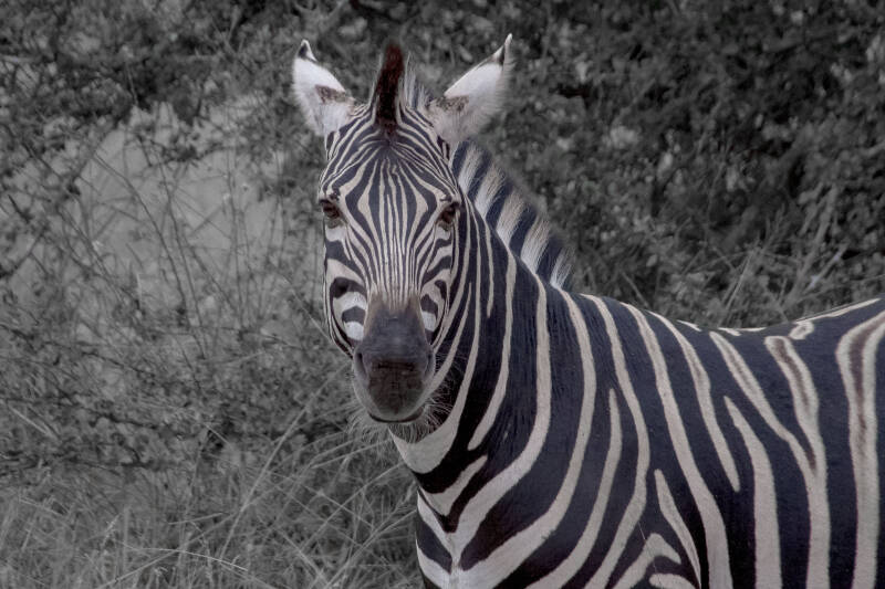 Zebra, Kruger Park, África do Sul