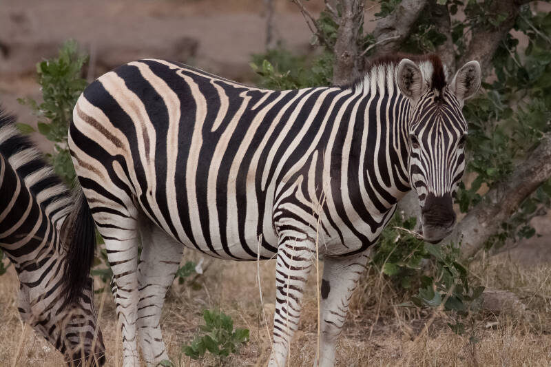 Zebra, Kruger Park, África do Sul