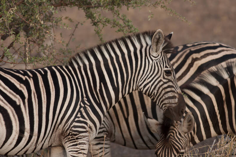 Zebra, Kruger Park, África do Sul