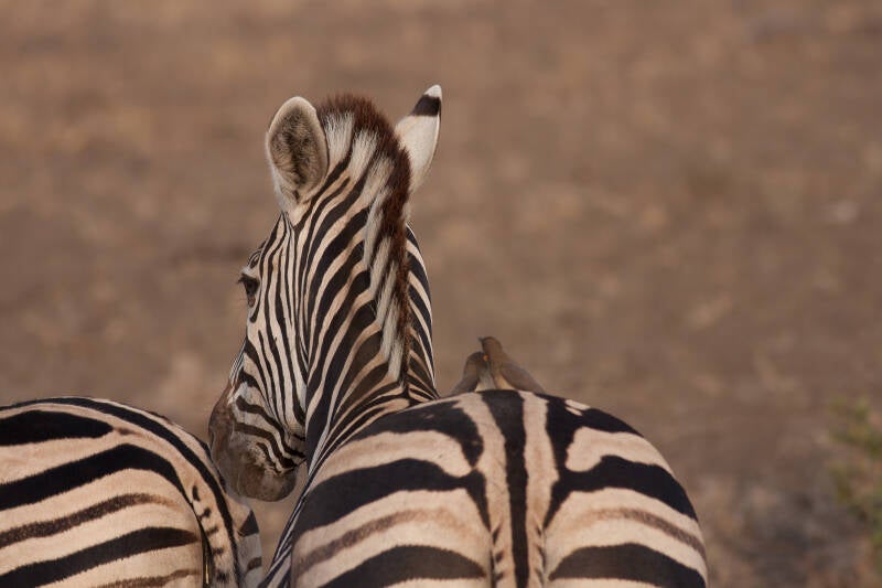 Zebra, Kruger Park, África do Sul