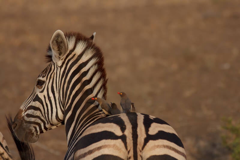Zebra, Kruger Park, África do Sul
