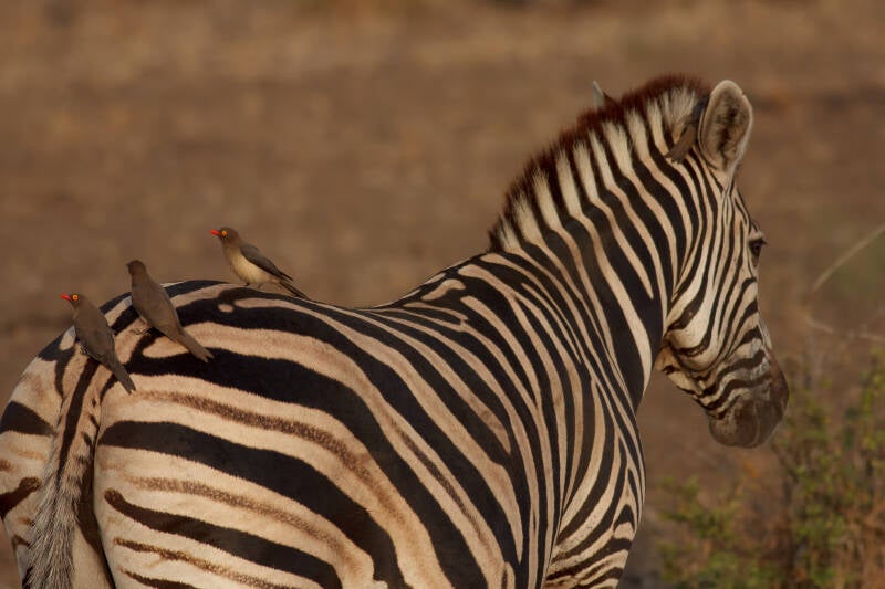 Zebra, Kruger Park, África do Sul
