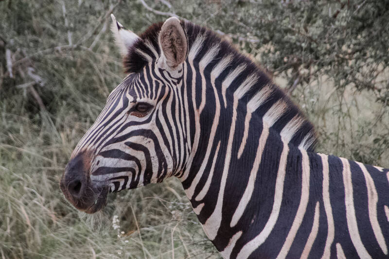 Zebra, Kruger Park, África do Sul