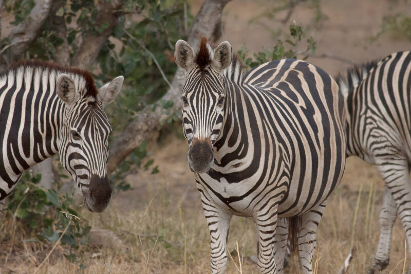 Zebra, Kruger Park, África do Sul
