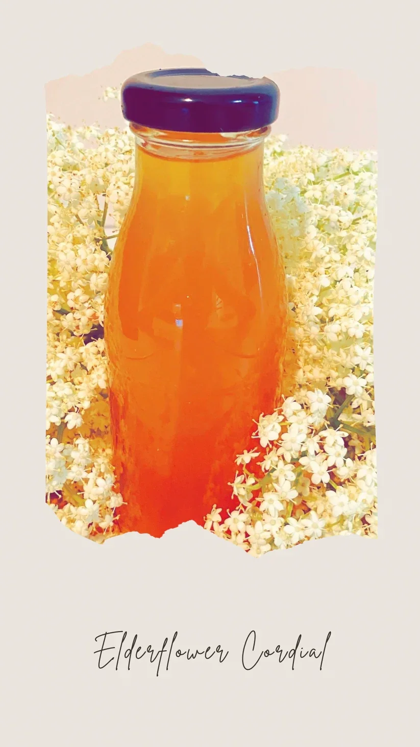 La Maison De Sirop  Elderflower Cordial