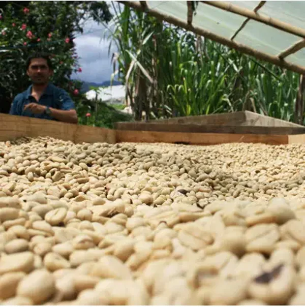 Colombia EA Sugar Cane - Decaf