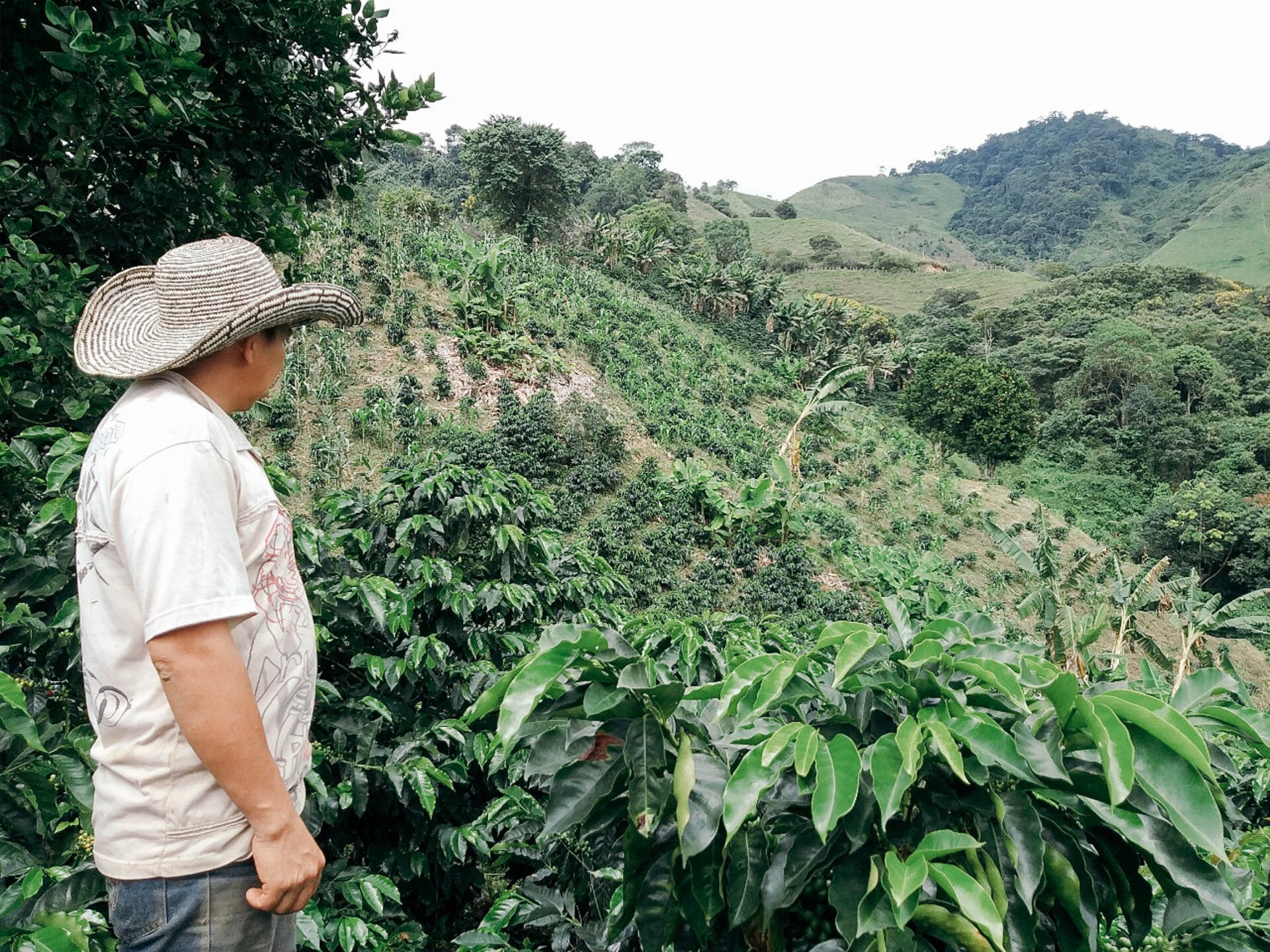 Colombia Honey - Decaf