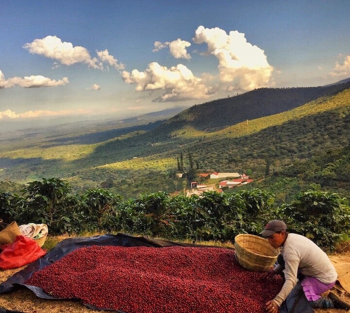 El Salvador - Bourbon