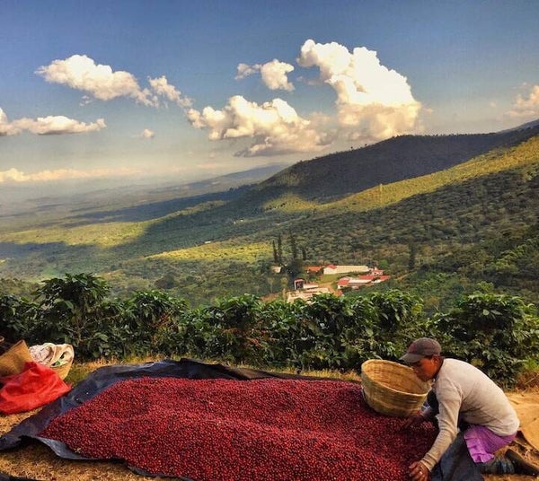 El Salvador - Bourbon