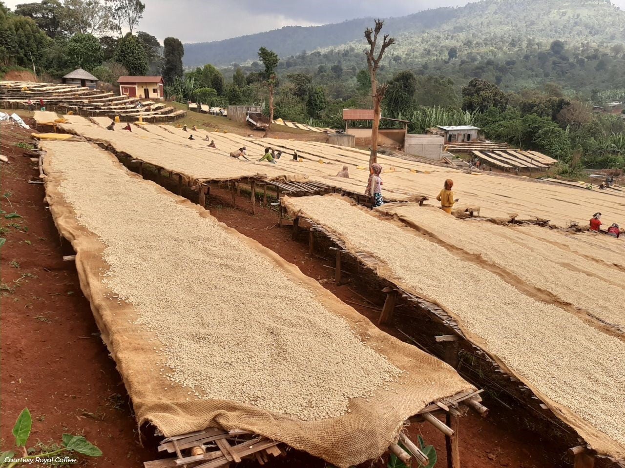 Ethiopian - Yirgacheffe