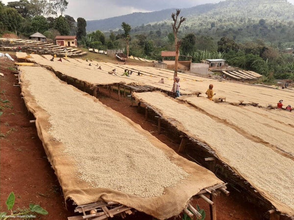 Ethiopian - Yirgacheffe