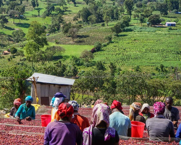 Ethiopian - Kayon Mt.
