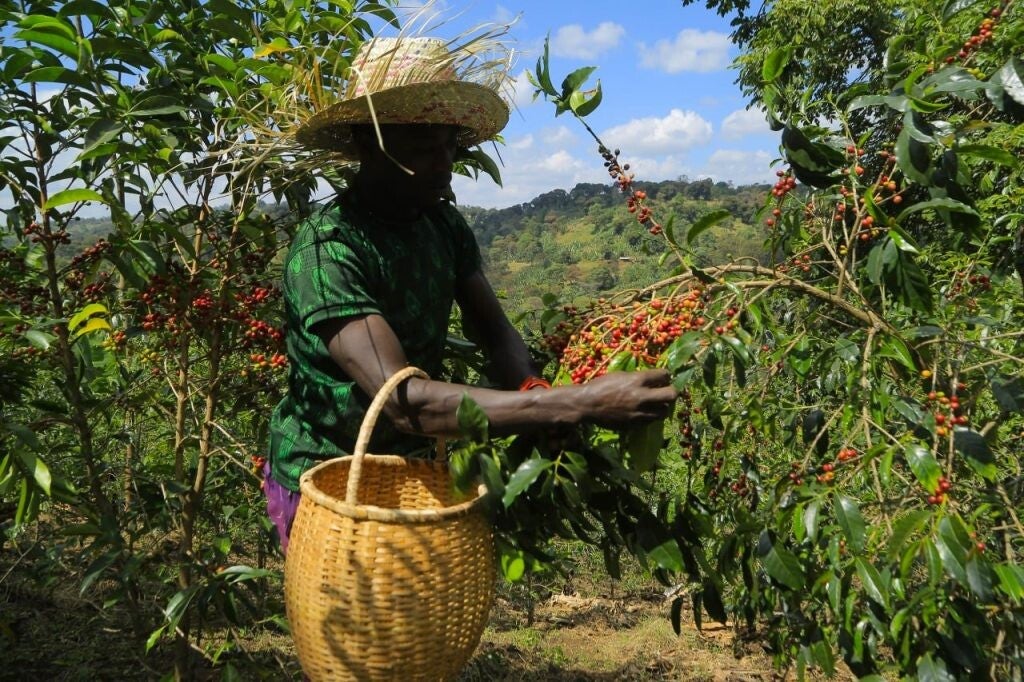 Ethiopian - Hambela