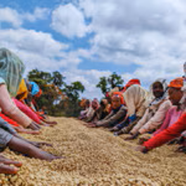 Ethiopian Sidama - Decaf
