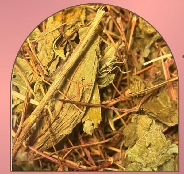 ECHINACEA - DEFENSES IMMUNITAIRE -