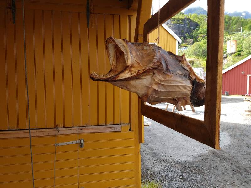 foto noord Skandinavië gedroogde vis toerisme