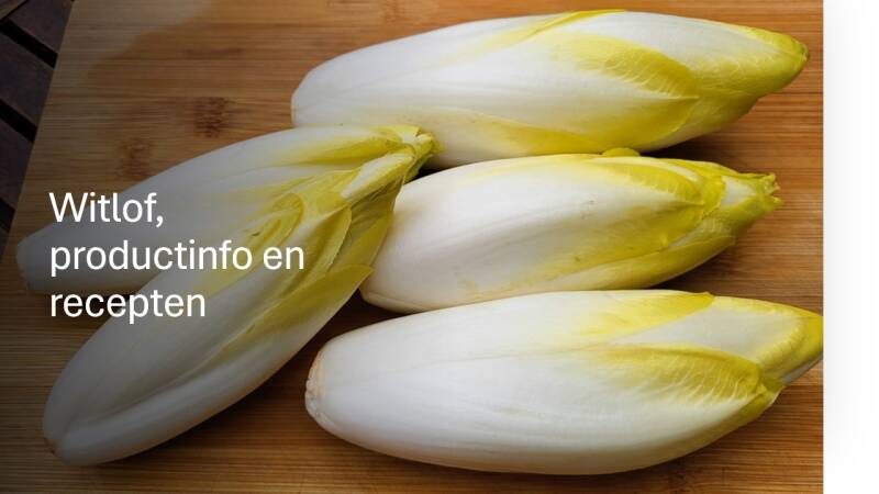 Witlof, productinfo en recepten
