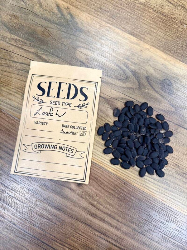 Loofah seeds