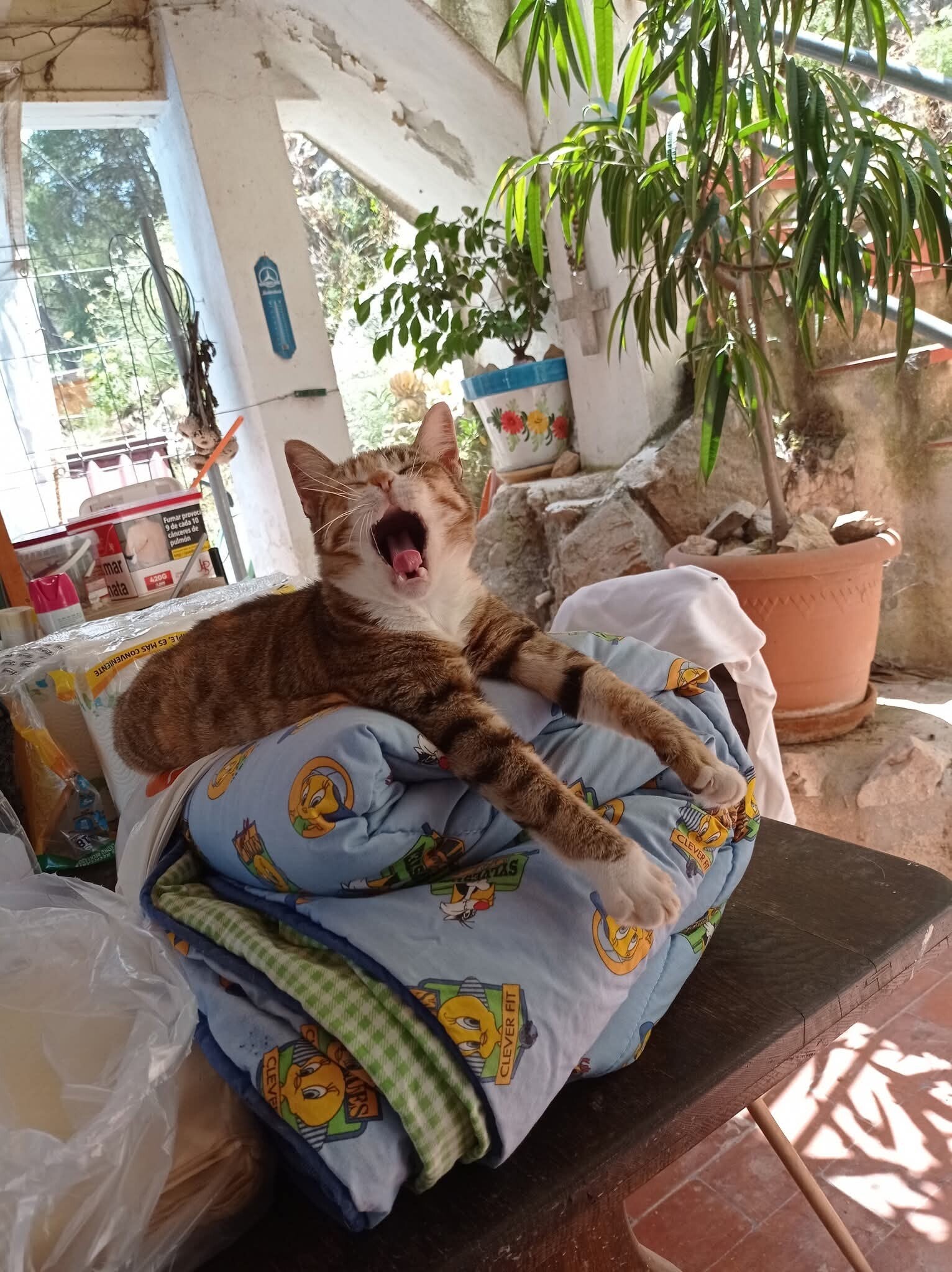 A yawning, very relaxed and happy cat  hanging over a pillow in its safe ASRA sanctuary home