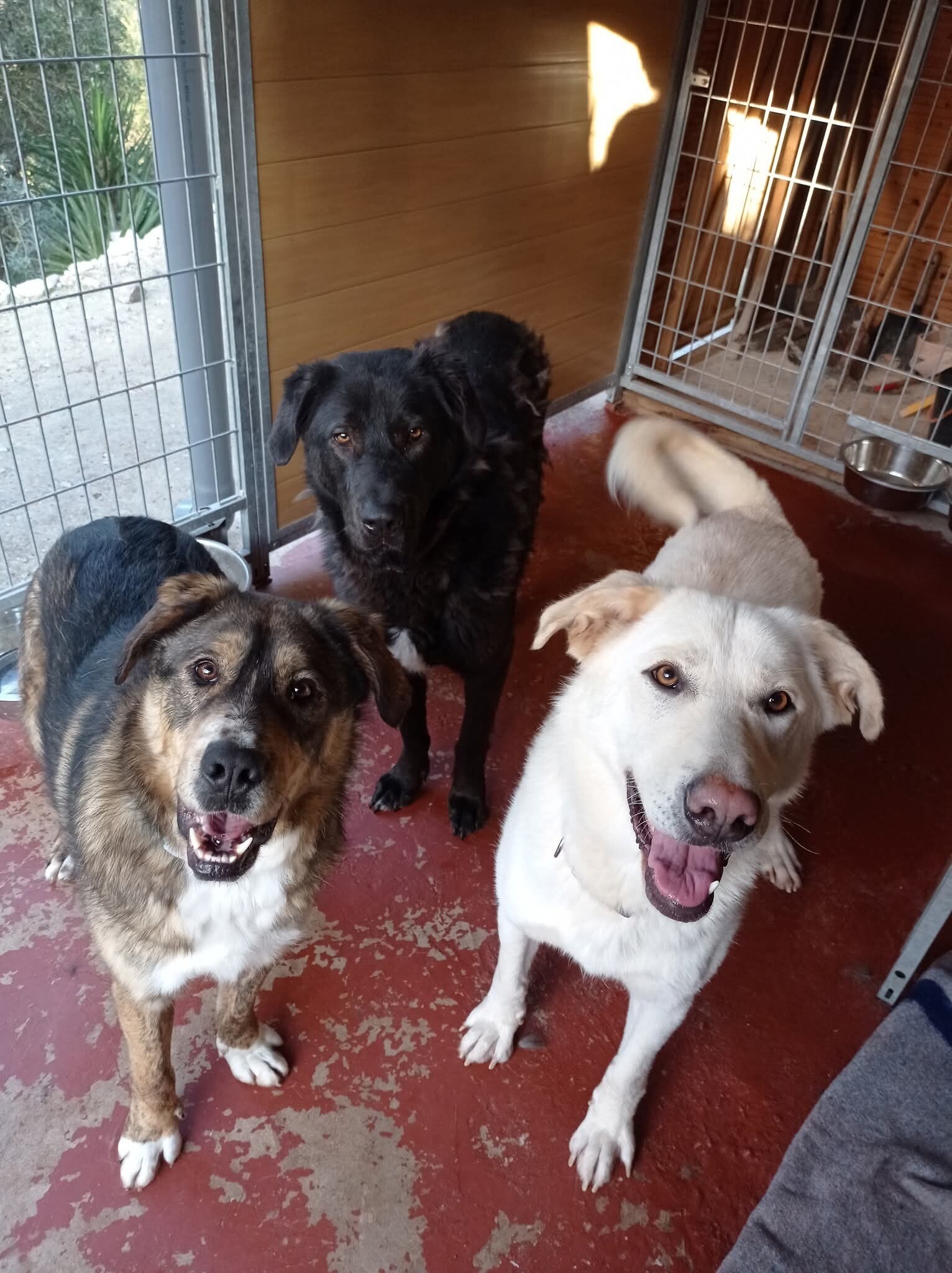 3 very happy dogs at the ASRA sanctuary