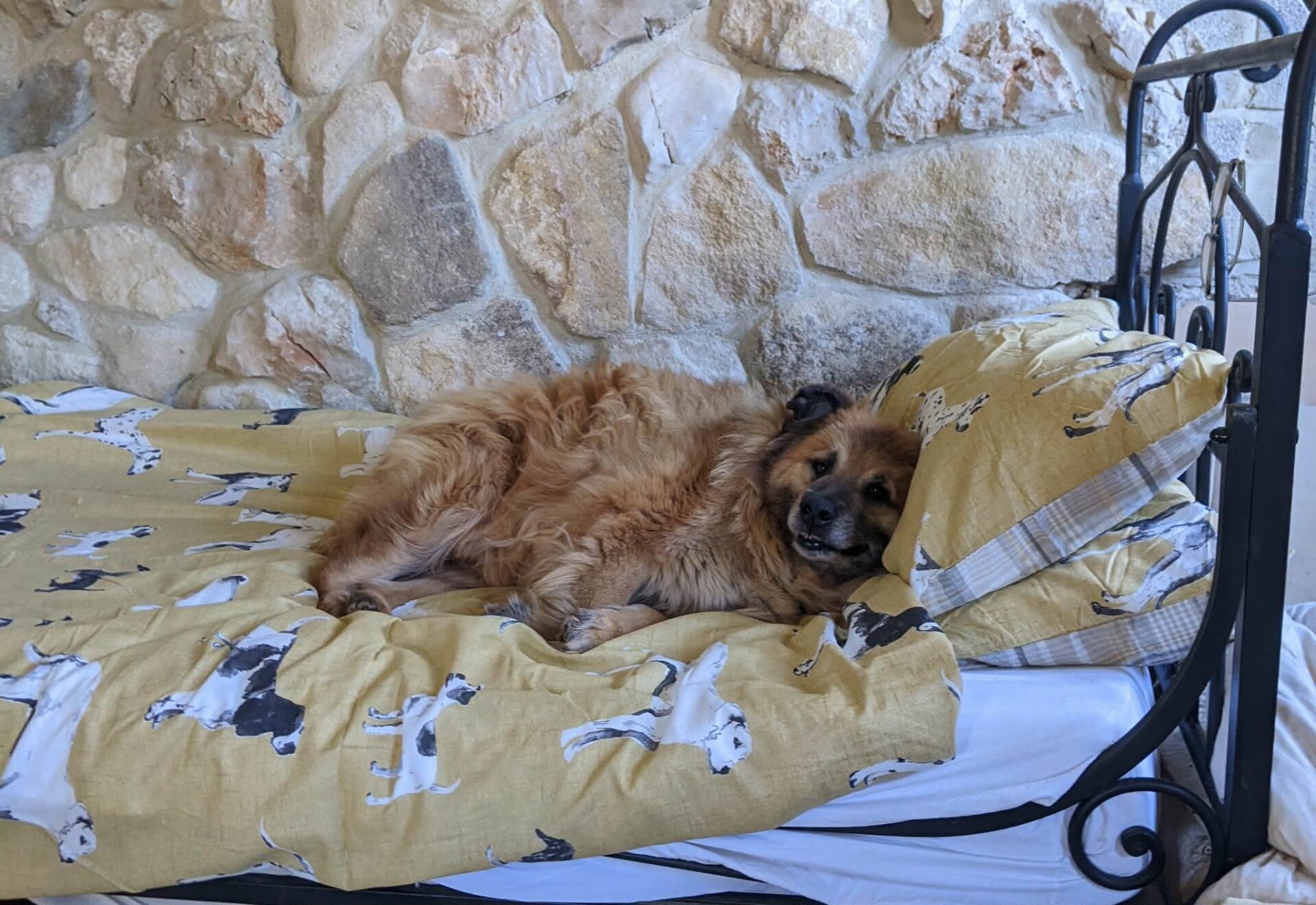 Dog blissfully sleeping on a bed in his Furry Feet rescue safety