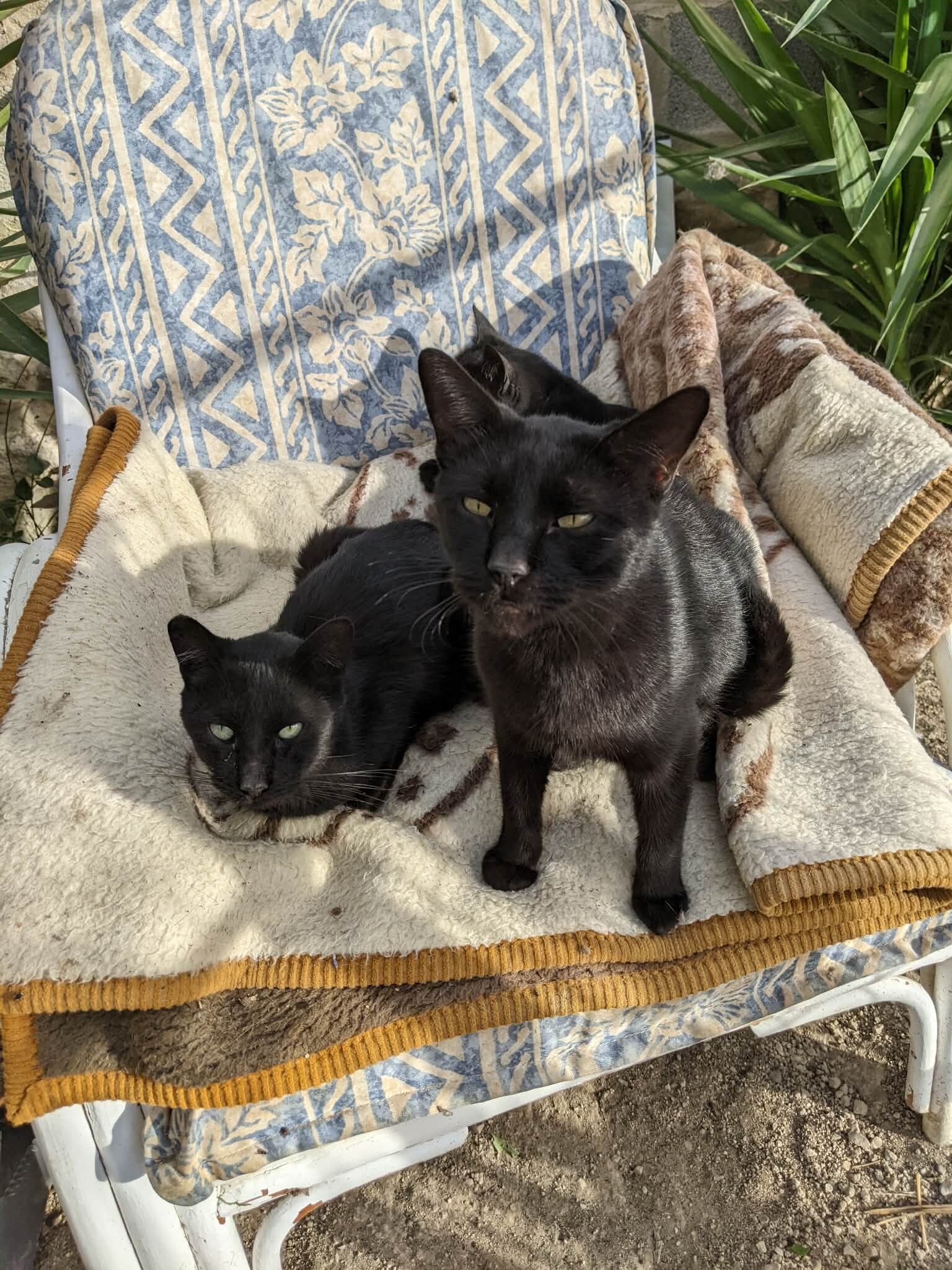 Two elderly black cats sharing the comfort of a cushioned chair at their Furry Feet rescue haven