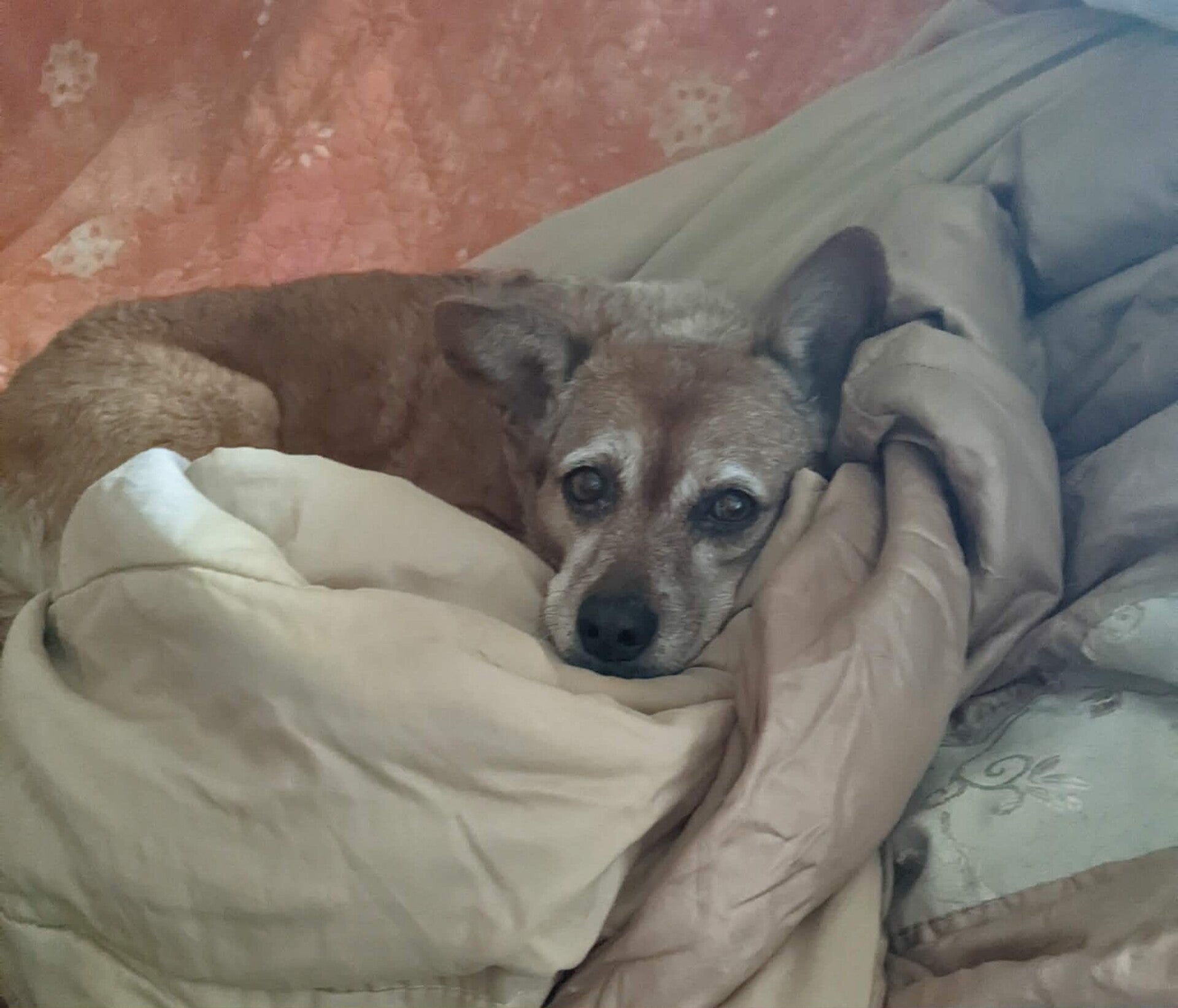 S Furry Feet elderly rescue dog curled around a comfortable cushion in his forever Furry Feet home