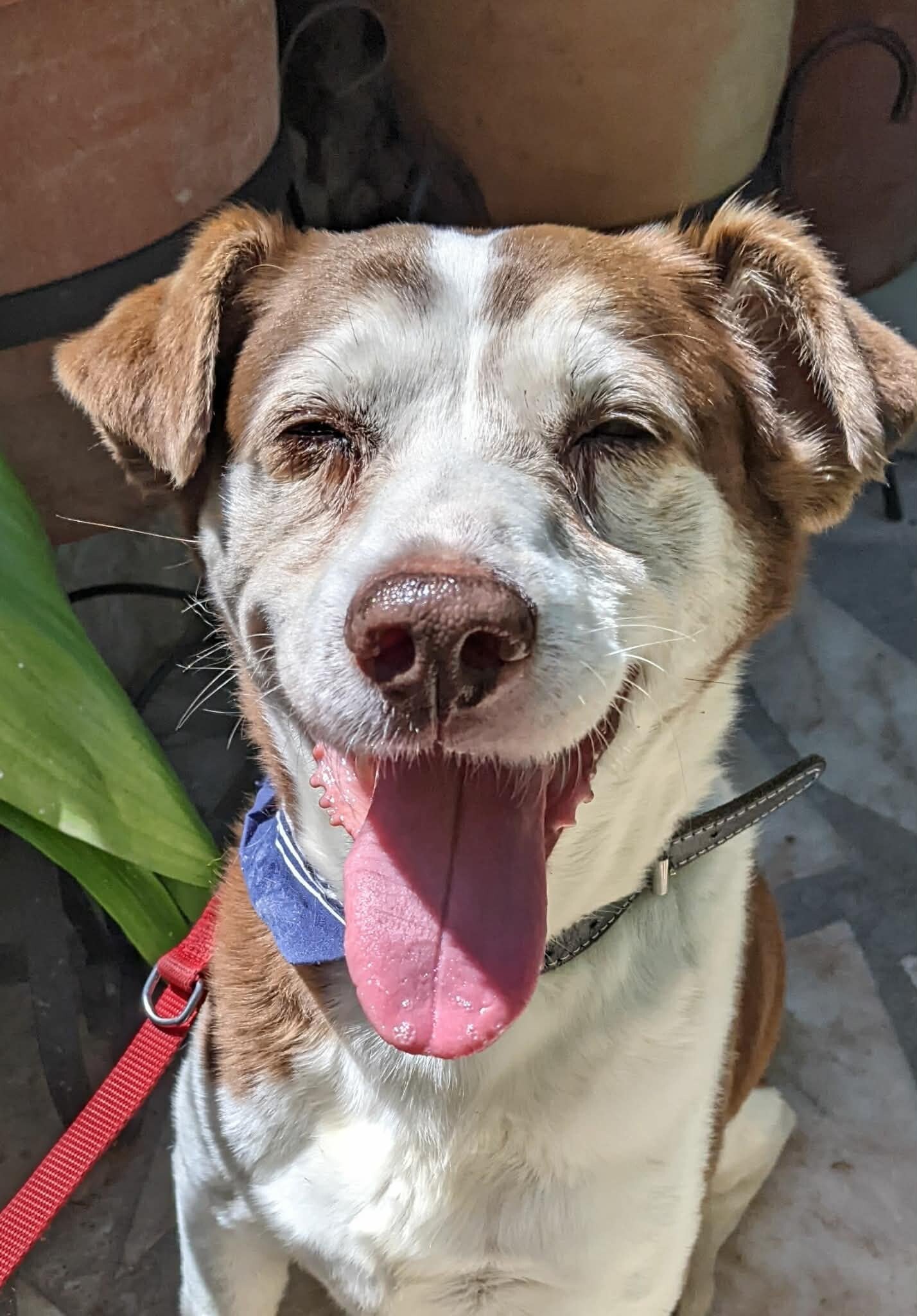A very happy Furry Feet rescue dog smling for the camera