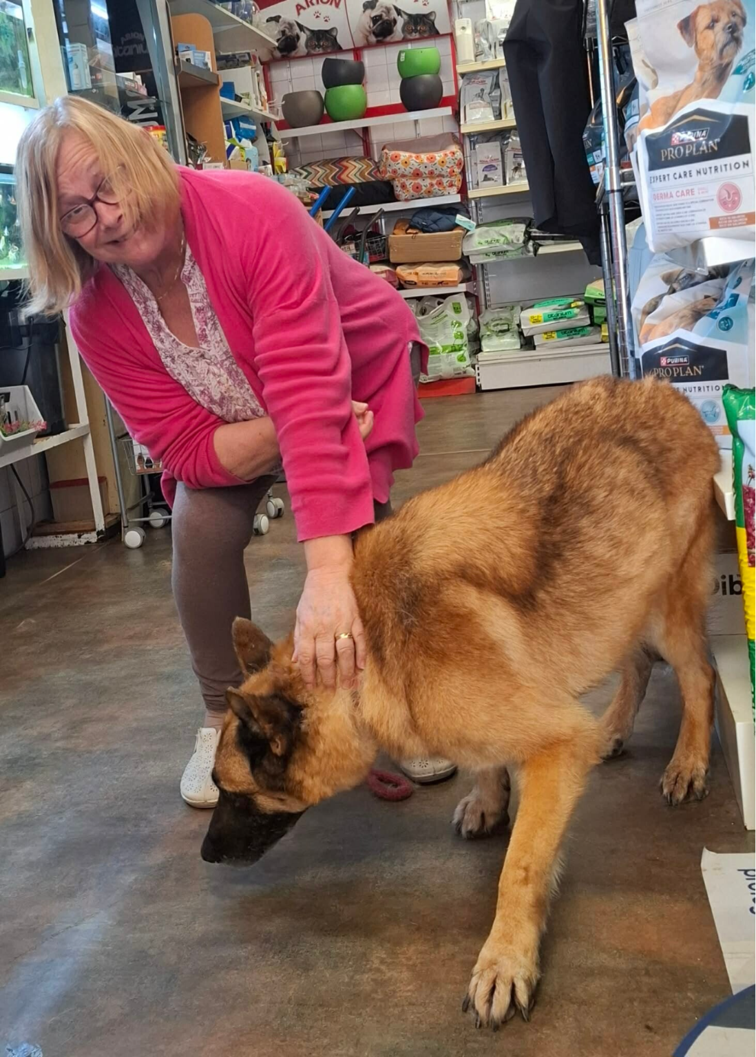 Blind and terrified Walter who had been left to die but was rescued by My Dog Rescue Spain 
