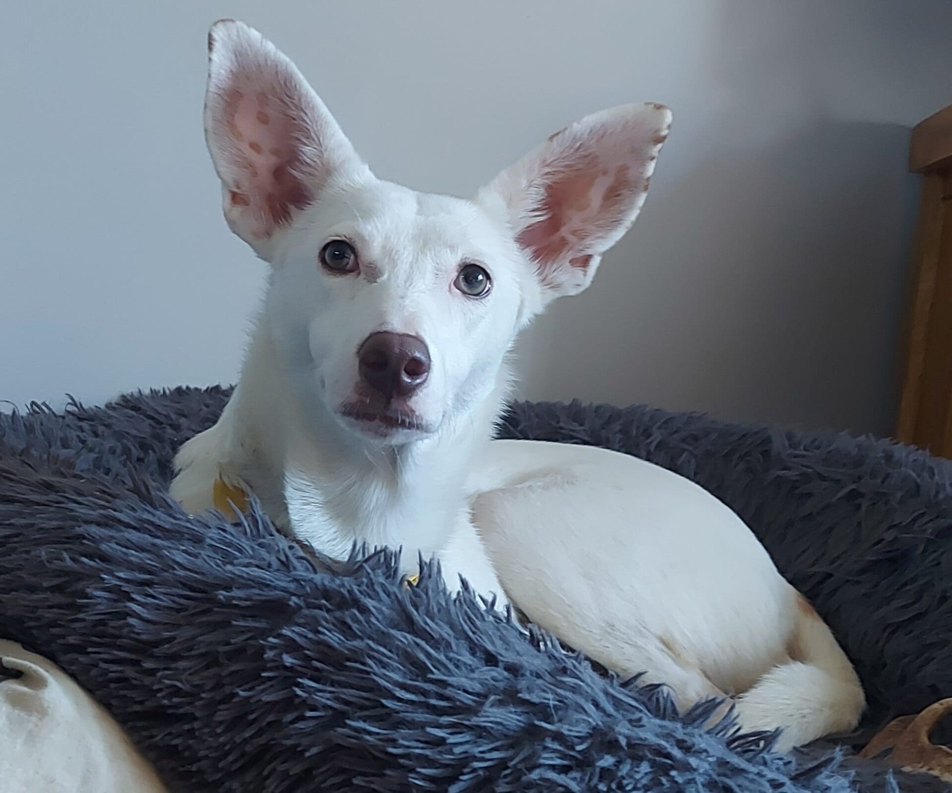 Beautiful white podence rescued by My Dog Rescue Spain