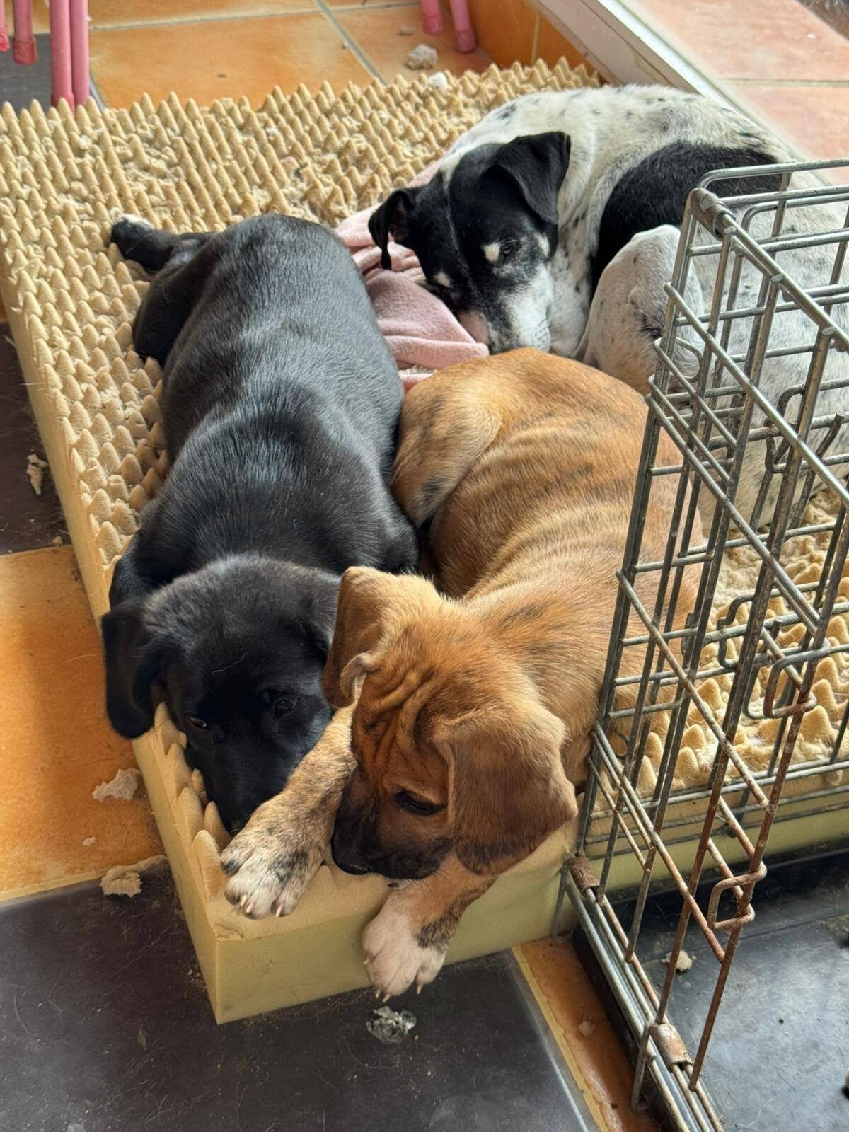 Pups relaxing now that they are no longer alone and afraid.