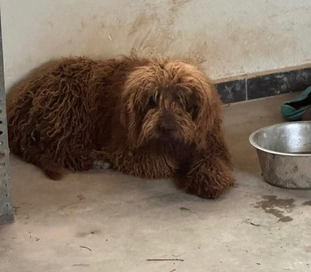Terrified abused Waffle who has now found a new life where he can recover and learn to be happy and learn to trust people