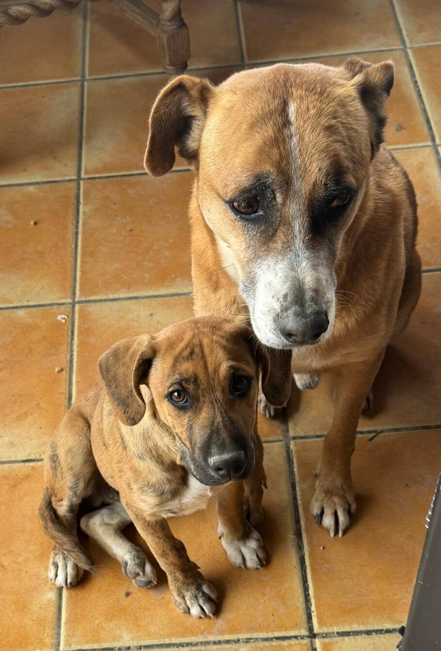 A mother dog and her puppy just rescued by My Dog Rescue Spain