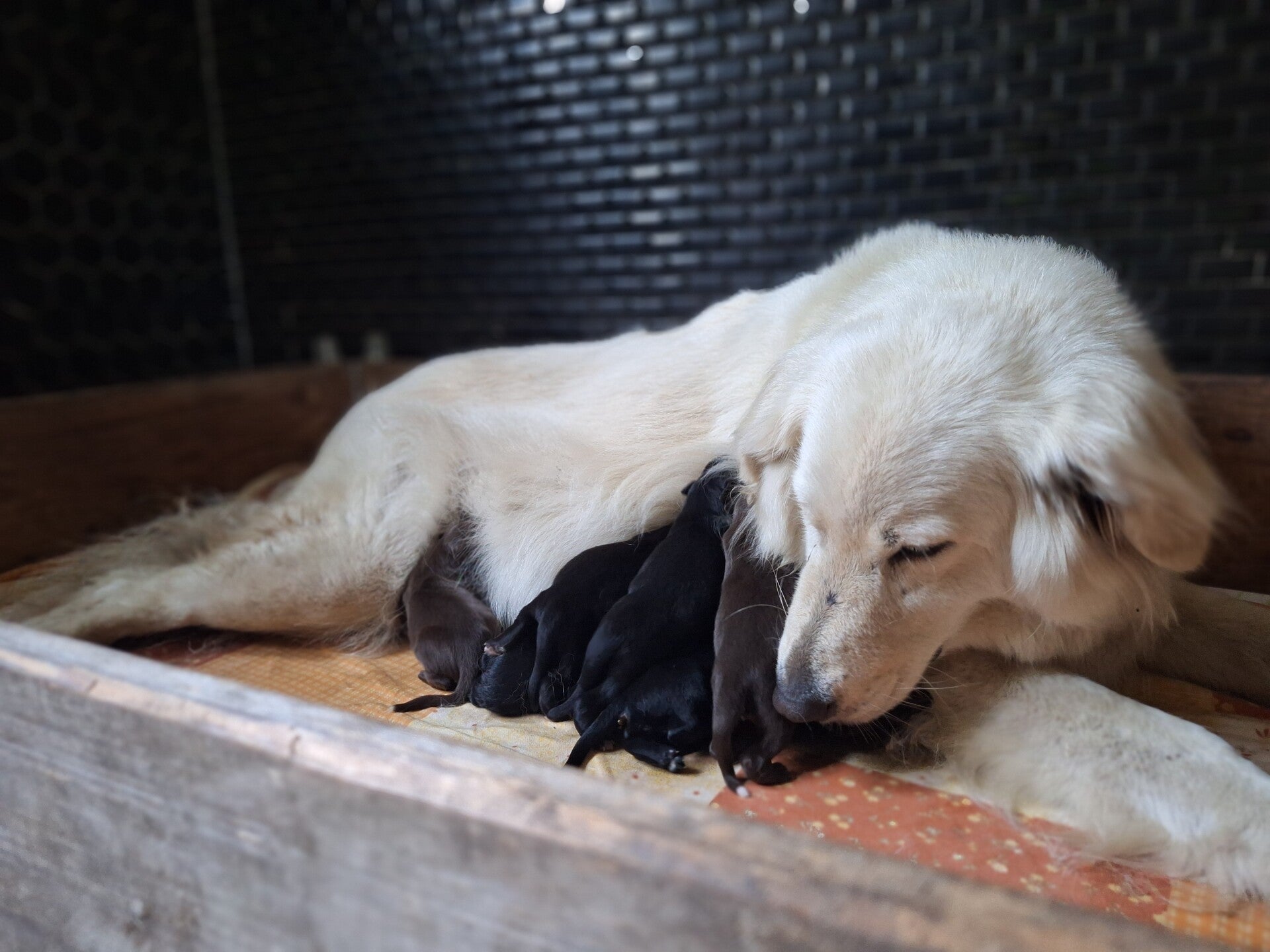 Mama mit Mischlingswelpen aus Coswig
