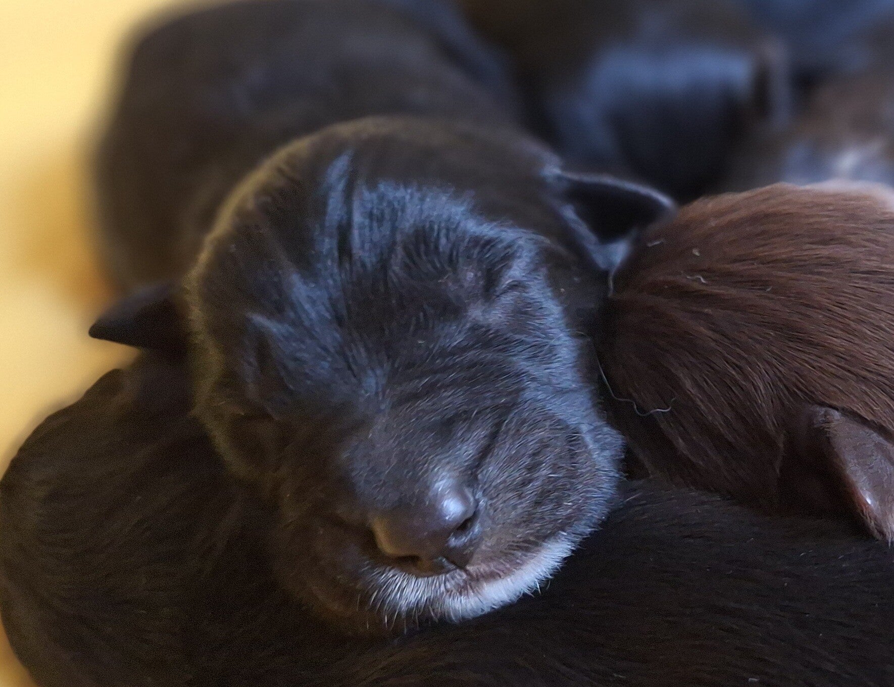 sieben Hundewelpen aus Coswig, Sachen