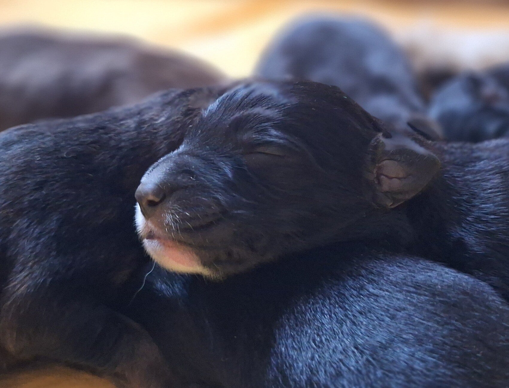 kleiner Hundewelpe beim saugen