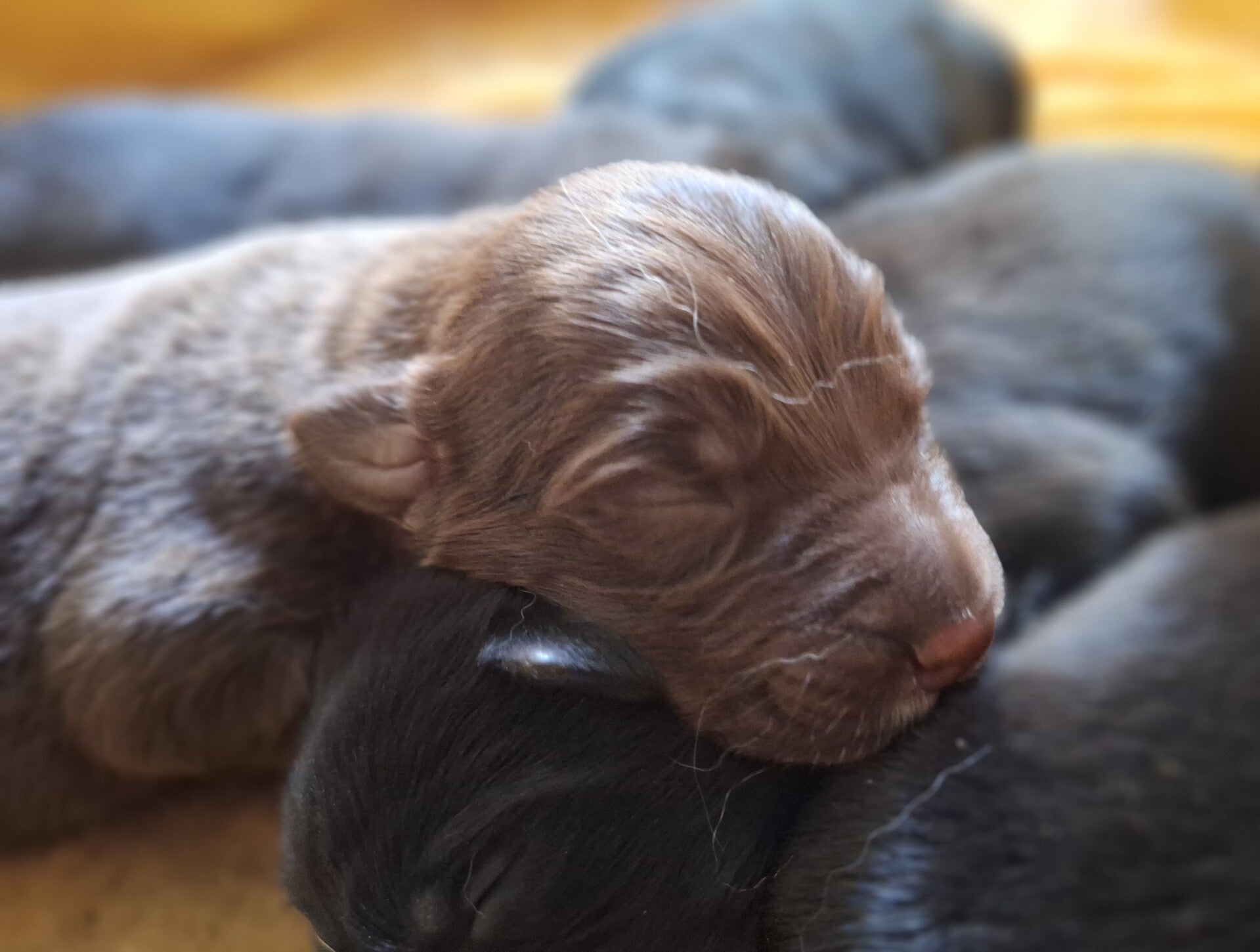 Hundewelpen träumen gemeinsam