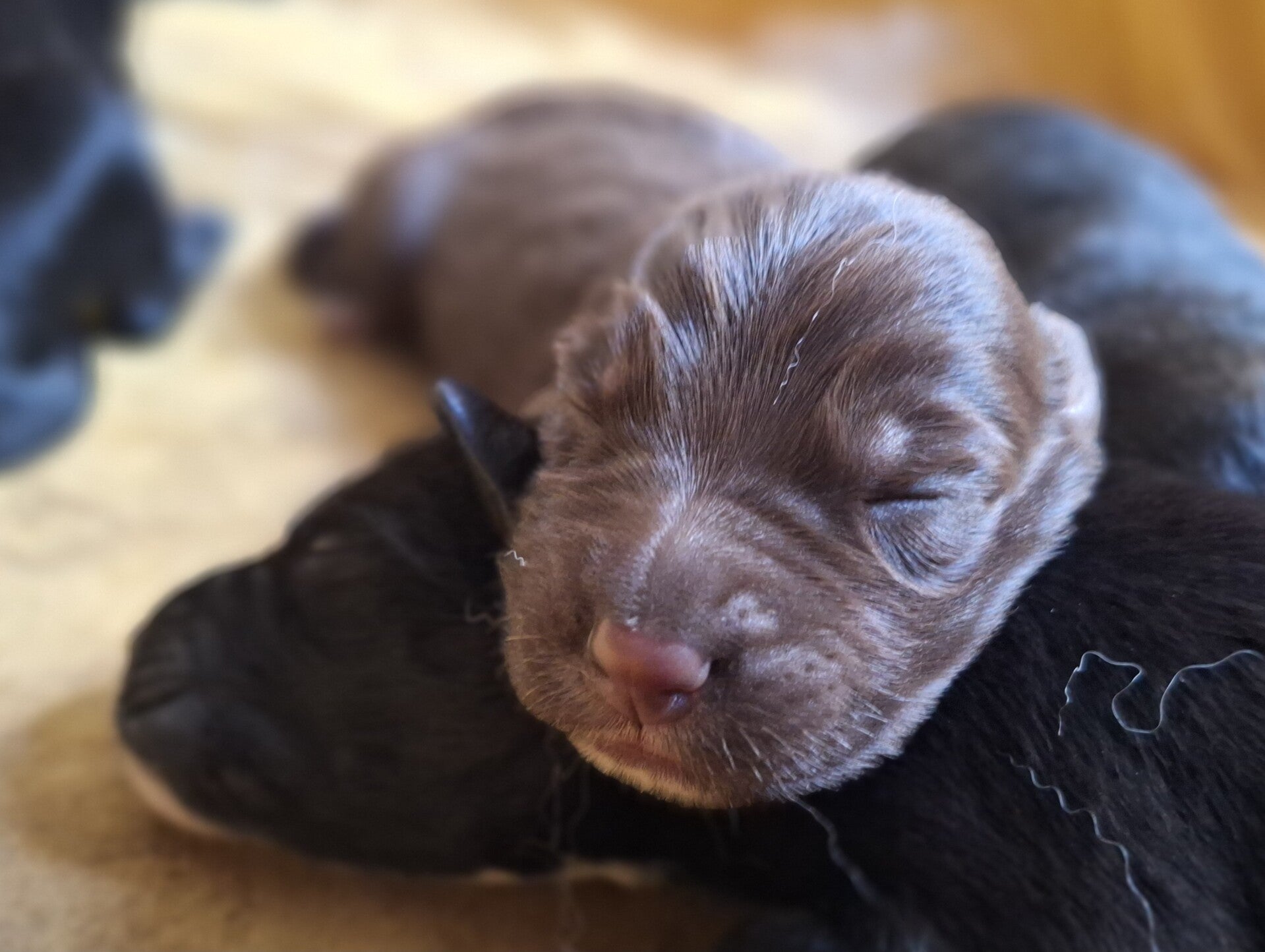 Hundewelpen kuscheln zusammen