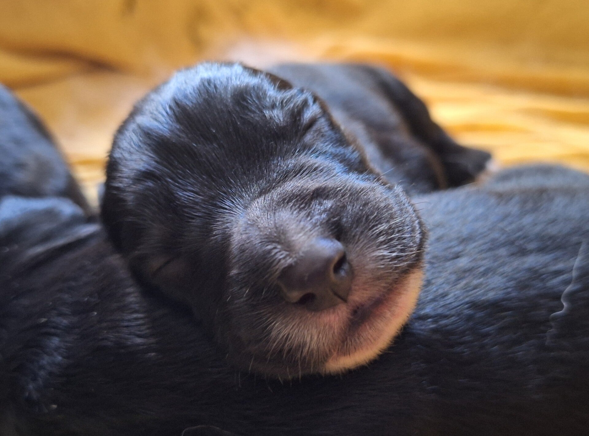 kleiner Hundewelpe schläft
