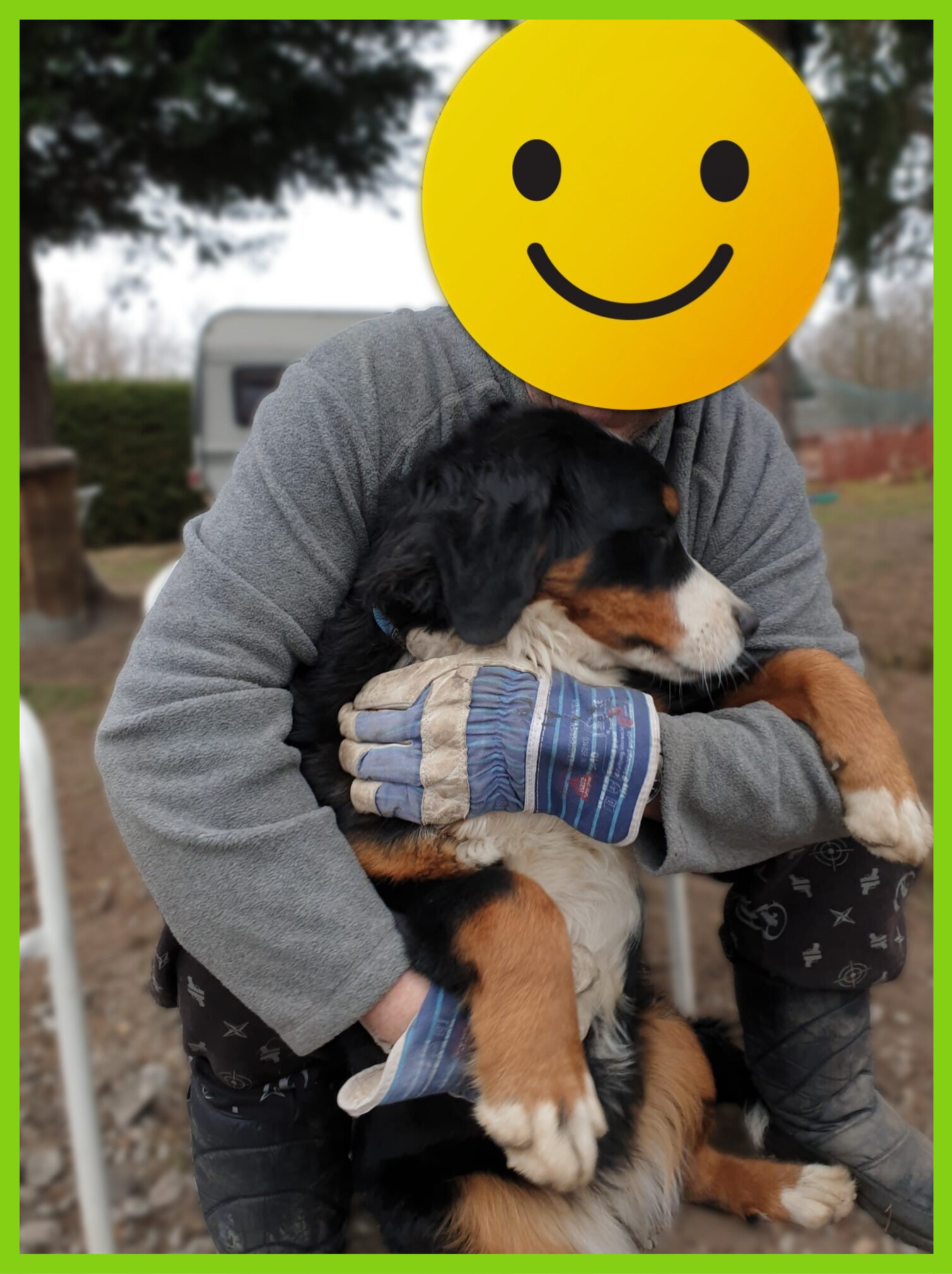 freudiger, kuschelnder Hund in Sachsen